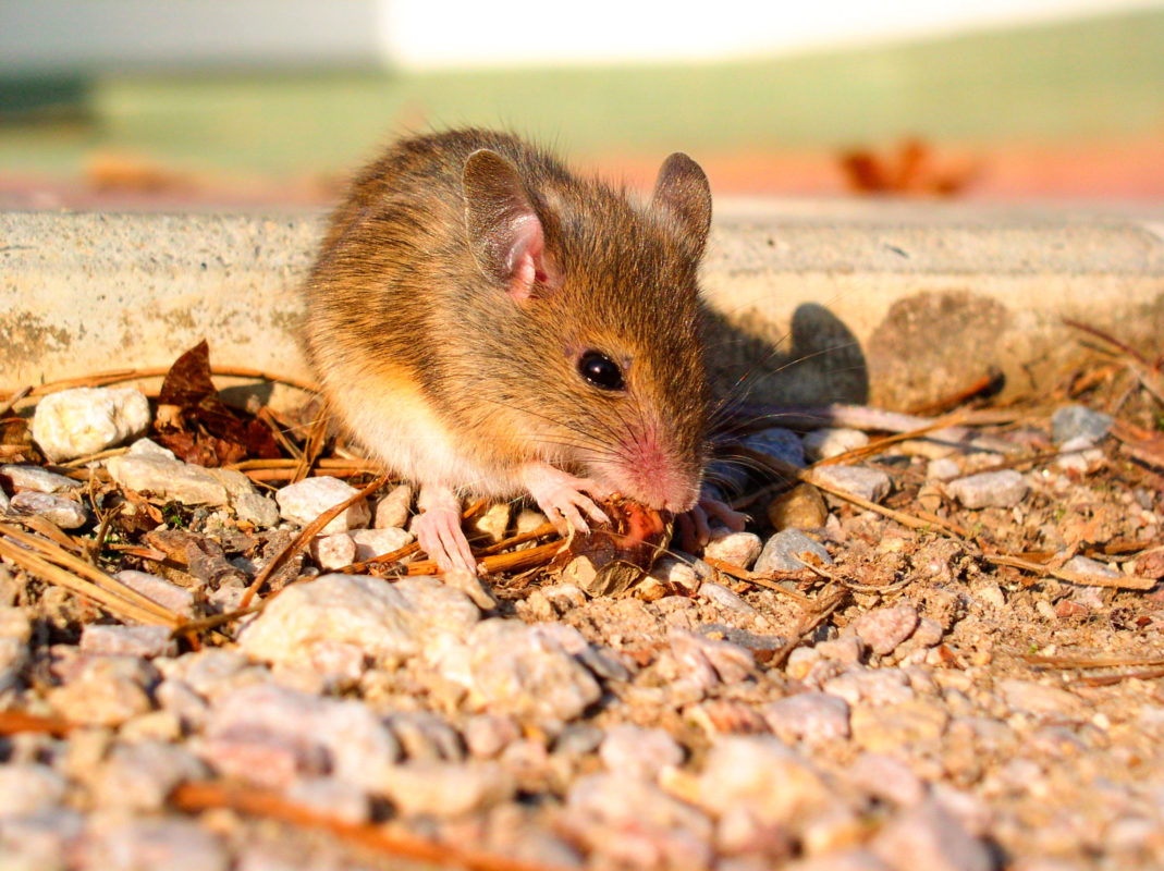 «Бактеронцид гель» – надійний родентицид для боротьби з мишами