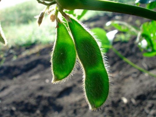 Технологія вирощування бобових культур від Biona™